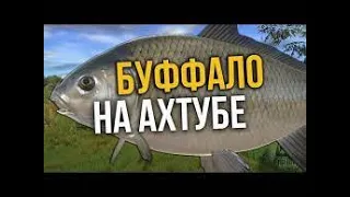 Русская Рыбалка 4, р. Ахтуба. Буффало. Russian Fishing 4. Akhtuba River. Fishing Buffalo Trophy.