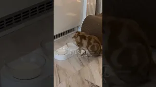 Кошка Николая Баскова интеллигентно пьёт воду 😸