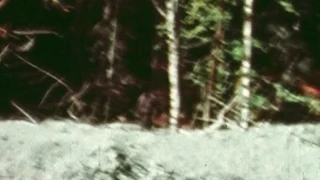 Patterson-Gimlin Bigfoot film slowed down and stablised