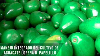 Manejo integrado del cultivo de aguacate Lorena o  Papelillo- TvAgro por Juan Gonzalo Angel Restrepo