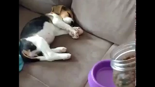 Hungry beagle wakes up for food