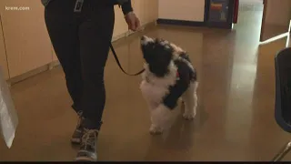 Coeur d'Alene elementary school gets therapy dog