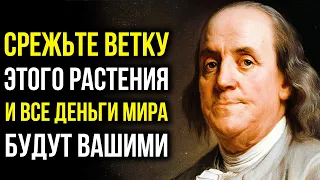 Деньги Придут Очень Быстро. Срежьте 1 Веточку Этого Растения