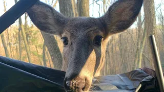 Deer walks up to blind while hunting!