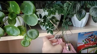 Мои комнатные растения июнь 2018