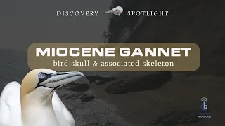 Miocene Gannet Skeleton Discovery along Calvert Cliffs!