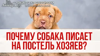 Что делать, если собака писает на постель хозяев? Причины. Как реагировать