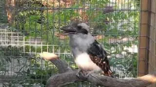 Darwin the Kookaburra call