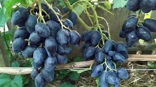 Ромбик - виноград очень раннего срока созревания