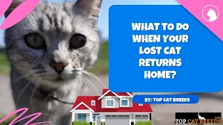 What To Do When Your Lost Cat Returns Home | Top Cat Breeds