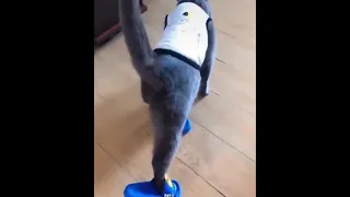 Cute Cat walking with slippers YES this is Cat walk | Funny Animal Videos | Fun O Fun