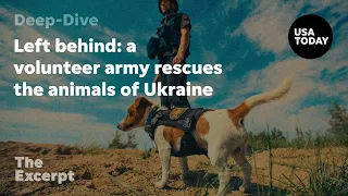 Left behind: a volunteer army rescues the animals of Ukraine | The Excerpt