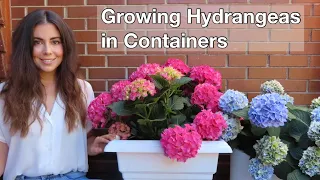 Growing Hydrangeas in Containers | Planting, Care & Overwintering