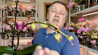 орхидеи сушат бутоны 3 ОСНОВНЫЕ ПРИЧИНЫ + ЭТО ЯВЛЕНИЕ губит бутоны орхидей