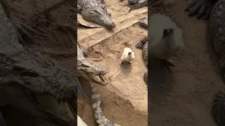 Chick got no way out, Surrounded by Fierce Crocodiles