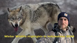 Wolf and Winter Wildlife Highlights in Yellowstone 2024