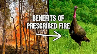 A Day on a Prescribed Fire (690)