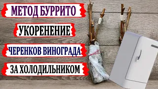 🍇 Укоренение БУРРИТО ЧЕРЕНКОВ ВИНОГРАДА  за ХОЛОДИЛЬНИКОМ. Почему не стоит так делать?