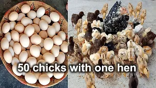 50 Chicks with one hen | Desi hen harvesting eggs to chicks | chicks raising @tensionfreeworld