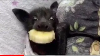 Cute bat eating banana slice