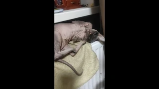 Кошка кайфует на батарее / Сфинкс
