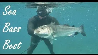 BEST SEA BASS SPEARFISHING   ALL BEST SHOTS COMPILATION IN FREE DIVING 30 min