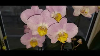 Орхидея Еллоу Лип, орхидея на контрасте, #orchids, #орхидеясжелтойгубой