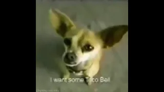 dog asks for taco bell respectfull