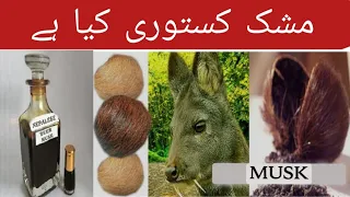 What is Deer Musk? | Deer Musk Pod | Kasturi Musk | مشک کیا ہے