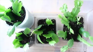 How to Propagate Christmas Cactus  - 100% Success | 게발선인장