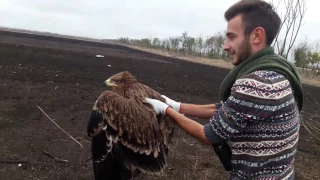 ბექობის არწივი ბუნებას დაუბრუნდა / Imperial eagle returned back to the wild