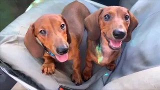 39 Best Playful Cute & Funniest Dachshund videos | Adorable Sausage Dog Try Not To Laugh Compilation