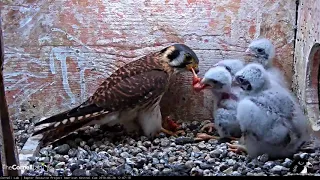 Feeding Time On American Kestrel Cam – June 28, 2018