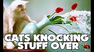 Funny Cats Knocking Things Over