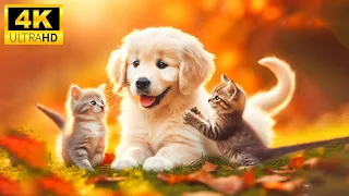 Cute Baby Animals 4K - Happy Lovely Animals Around Us With Relaxing Music (Colorfully Dynamic)