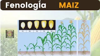 "El Maíz en Todas sus Etapas: Fenología en Detalle 🌽🔍