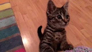 😻🐈 Lilly the kitten - More of the zoomies - Lilly must be bored!