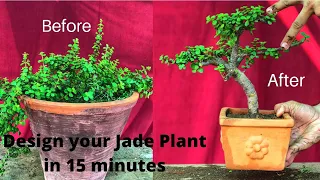 How to Make Bonsai From Jade Plant complete Guide for Beginners #jadebonsai #bonsai #jadeplant