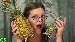 How to Grow Pineapple from a Pineapple - Start to Finish