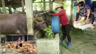 Take care of animal, mix food for chicken, cut elephant grass in the fields and chop it for buffalo