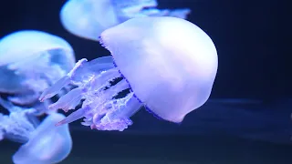 Jellyfish Feeding