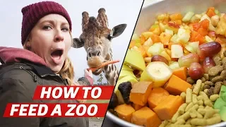 What It Takes to Feed Over 3000 Animals a Day at the San Diego Zoo Safari Park — How to Make It