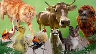 Happy Baby Animal Sound: Horse, Capybara, Cat, Rabbit, Duck, Elephnat, Pig, cow-Little Animals Video