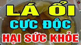 Bác sĩ Cảnh Báo: Về già, Tưởng Lá ỔI Tốt AI NGỜ Uống Theo Cách Này CỰC Đ.ỘC