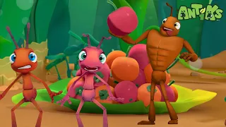 The Great Berry Rescue - 🔴NEW EPISODE!🔴| Funny Cartoons For Children! | ANTIKS