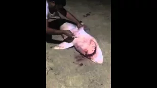 Baby shark come out from dead mama shark amazing u must see. Мертвая акула беременна живыми акулами