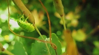 Клоп Щитник зелёный древесный. Как выглядят клопы.  Chinavia Hilaris. Green stink bug.