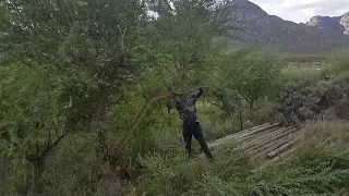 Pruning lucerne trees for cattle and sheep feed