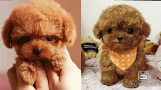 Tea Cup Poodle Puppy🐶Cute &Funny Dog Video #3