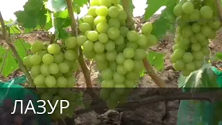 ВИНОГРАДНИК КАРПОВОЙ И  А  И РУБЕЛЬ Н  Г  2015 года